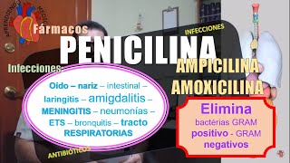 PENICILINA AMOXICILINA AMPICILINA antibióticos [upl. by Emelda]