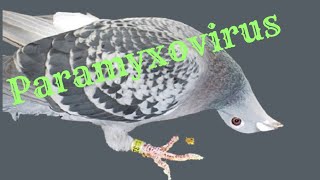 Paramyxovirus in pigeons home remedies treatment [upl. by Aihtiekal]