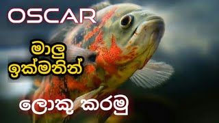 How to big Oscar fish sinhala  oscar ඉක්මනින් ලොකු කරමු [upl. by Sankey]