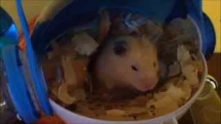 Lapin et hamster amis pour la vie [upl. by Navis]