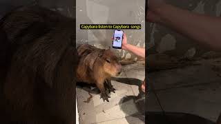 When a capybara is listening to a capybara song  cute capybara [upl. by Busey]