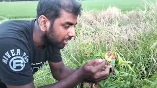 Liliaceae family Class XI new syllabus practical experience in nature [upl. by Ylram]