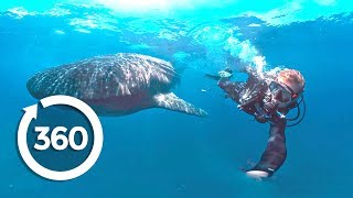 Whale Sharks Giants of the Deep 360 Video [upl. by Annuaerb]