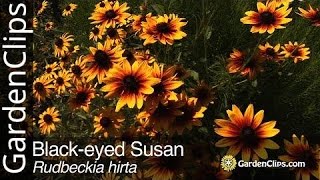 Blackeyed Susan  Rudbeckia hirta  Grow Rudbeckia [upl. by Onra]