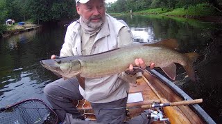 Massena NY Fishing Series 3  Tributary Fishing for Muskies [upl. by Yrahca704]