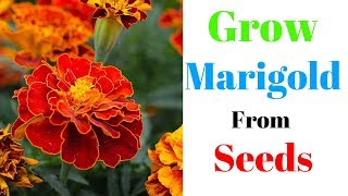 Grow Marigold From Seeds [upl. by Clarita]