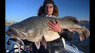 Lake mulwala GIANT Murray cod on the draw down [upl. by Ahsilla953]