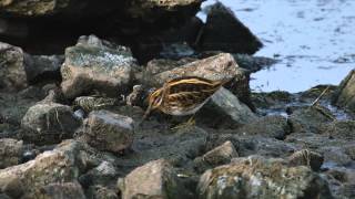 Jack Snipe  Lymnocryptes minimus [upl. by Yerdua362]