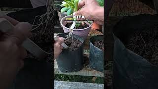 Tanam Daun Bawang dari Batang daunbawang berkebun minigarden pupukorganikcair gardening fyp [upl. by Graybill]