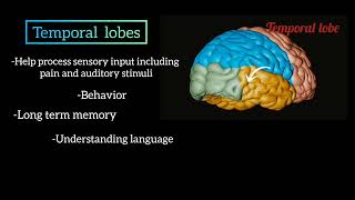 lobes of brain with functions neuroanatomy [upl. by Halima]