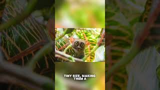 Tarsier Sanctuary in Bohol tarsier [upl. by Eben252]