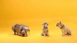 Pedigree DentaFlex commercial [upl. by Hollerman]