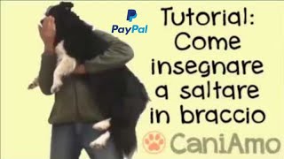 Tutorial 1 con clicker Come insegnare al cane a saltare in braccio dogcatch passo dopo passo [upl. by Nita786]