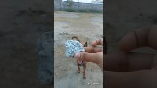 Rubby ne kiya sb gadbad shorts video  Trending shorts  bollywood song i am rubbby pets dog [upl. by Jamnis621]