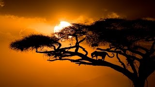 Relaxing Music  Música Relajante Vol II África [upl. by Ancier]