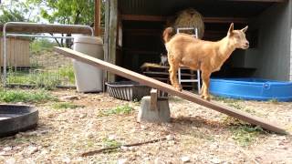 Simple Playground Equipment for the Goats [upl. by Libna473]