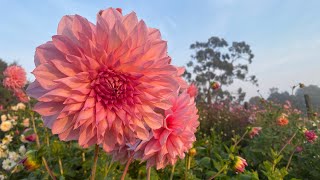 Selling dahlia tubers and crawling under my house [upl. by Skiba]