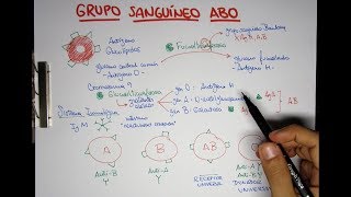 Grupo Sanguíneo ABO O A B y AB  Transfusiones [upl. by Ikceb]