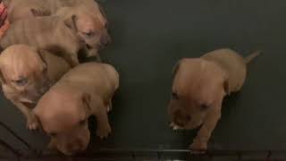 PURE TANT REDBOY JOCKO PITBULL PUPS [upl. by Ahsitnauq943]