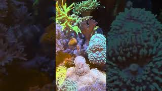 Added a Mini Forest Fire Digitata Coral 🪸 😊 [upl. by Frasier841]