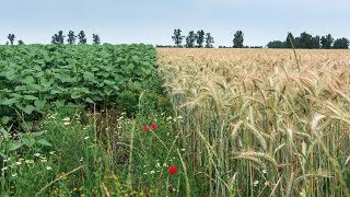 Rośliny czyli od ozimin po ekologiczne uprawy – 100 sekund 19102019 [upl. by Barnabas]