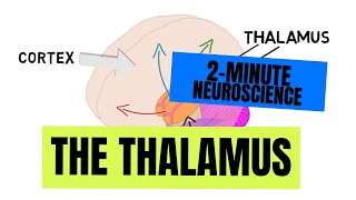 2Minute Neuroscience The Thalamus [upl. by Ahsiem]