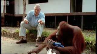 Attenborough Amazing DIY Orangutans  BBC Earth [upl. by Joella]