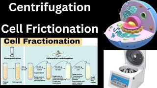 centrifugation cell fractionation class 11 biology techniques used in cell biology neet ncert mdcat [upl. by Aroled942]