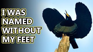 Bird of Paradise facts the prettiest birds alive  Animal Fact Files [upl. by Enilekaj]