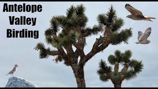 Antelope Valley Birding [upl. by Landon676]