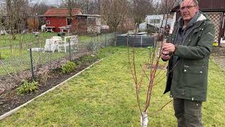 Baumschnitt junge Bäume Obstbäume schneiden Gartenumbau Teil 4 [upl. by Waylen]