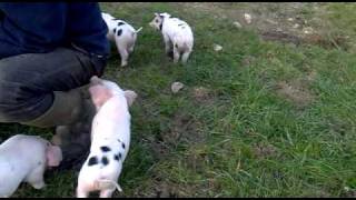 Piglets playing outside [upl. by Frisse]