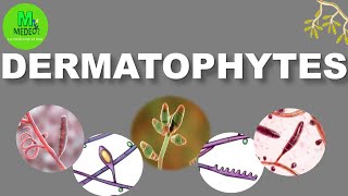 DERMATOPHYTOSES cours de parasitologiemycologie médicale [upl. by Aizti]