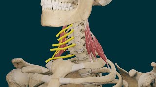 Músculos Escalenos Origen Inserción Función e Inervación [upl. by Ailis]