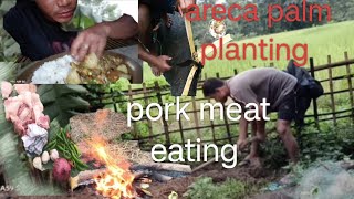 areca palm planting work with pork meat eating video [upl. by Aisatan]