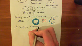 Penicillin and Beta Lactamases Part 3 [upl. by Noryd]