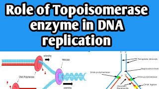 Role of topoisomerase enzyme in DNA replication  functions of topoisomerase enzyme  biology class [upl. by Levitus]