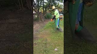 CUTTING OR TRIMMING THE GRASS lawncare weedeater satisfying grasscuting grasscutter grass [upl. by Nero376]