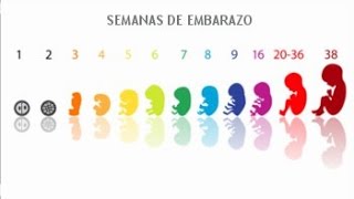 Cómo CALCULAR las SEMANAS en meses de EMBARAZO [upl. by Uni]