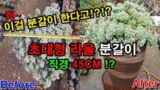 재업로드직경45CM초대형라울분갈이 Planta suculentaSedum clavatumfettpflanzefleshy plantPotting多肉植物换花盆 [upl. by Hayn]