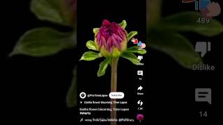 Dahlia Flower Blooming Timelapse viral shorts timelapse [upl. by Suolkcin]