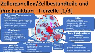 Tierzelle Aufbau amp Funktion – einfach erklärt [upl. by Nevet656]