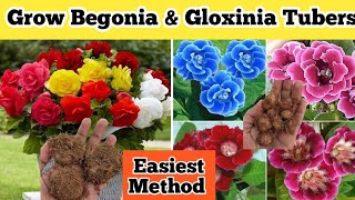 How to Sow Begonia Tubers  How to Sow Gloxinia Tubers  Easiest Method to Sow Tubers  Summer Bulbs [upl. by Atterbury]