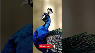 Peafowl Bird SoundsCall peacock birds amazing [upl. by Harpp]