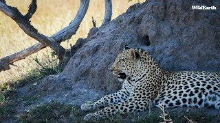 SafariLIVE Sunrise Safari  10 August 2024 [upl. by Etienne139]