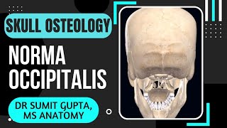 NORMA OCCIPITALIS  SKULL [upl. by Chessa381]