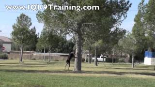 IQ K9 TRAINING  Dog Trick Advanced Training quotSpread emquot and quotSpinquot  Oceanside Dog Tricks [upl. by Haze128]