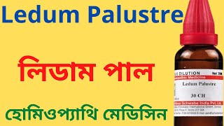 Ledum Palustre Homeopathic Medicine Explain ledum pal 30 ledum pal 200  লিডাম পাল [upl. by Clarke]