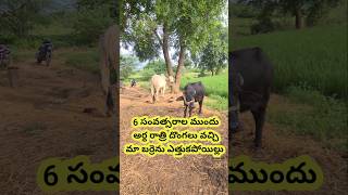 మేము ఓ Tiller కొన్నాం 🥰  We Bought A Tiller ☺️  Cultivator  shorts [upl. by Pammi555]