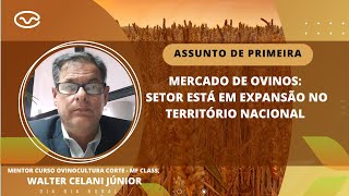 Mercado de ovinos Setor está em expansão no território nacional [upl. by Yasmine190]